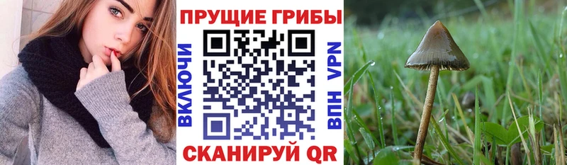 mega ссылки  Чебаркуль  это Telegram  Псилоцибиновые грибы Magic Shrooms 